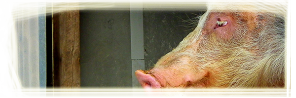 verrat porc bio vendée la fée cochette ferme vente directe